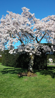 Viajar a Irlanda en primavera 20