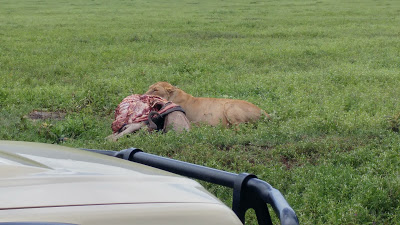 Safari de lujo en Tanzania. Cómo hacer el visado, lodges, tent camps, hoteles coloniales... 49 Safari de lujo en Tanzania. Cómo hacer el visado, lodges, tent camps, hoteles coloniales... 49