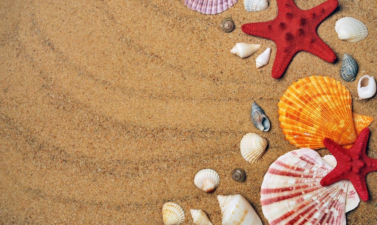 Varias conchas en una playa de arena fina