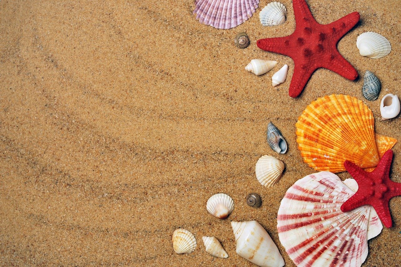 Varias conchas en una playa de arena fina