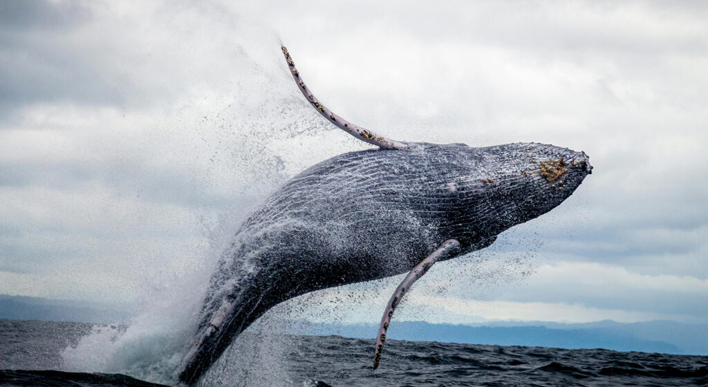 ¡Explora Costa Rica a tu medida con nuestros tours de avistamiento de ballenas! 1