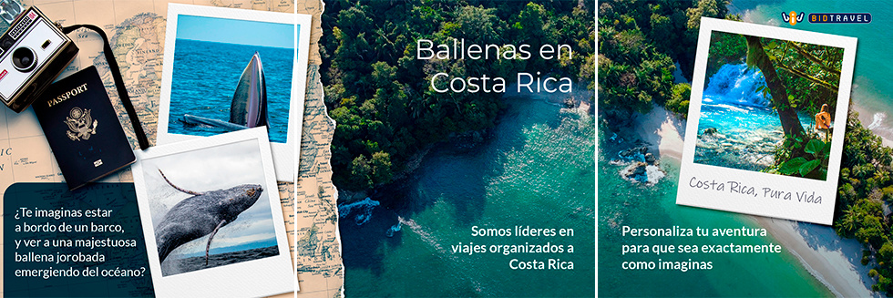 ¡Explora Costa Rica a tu medida con nuestros tours de avistamiento de ballenas! 4