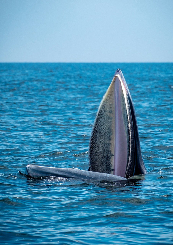 ¡Explora Costa Rica a tu medida con nuestros tours de avistamiento de ballenas! 2