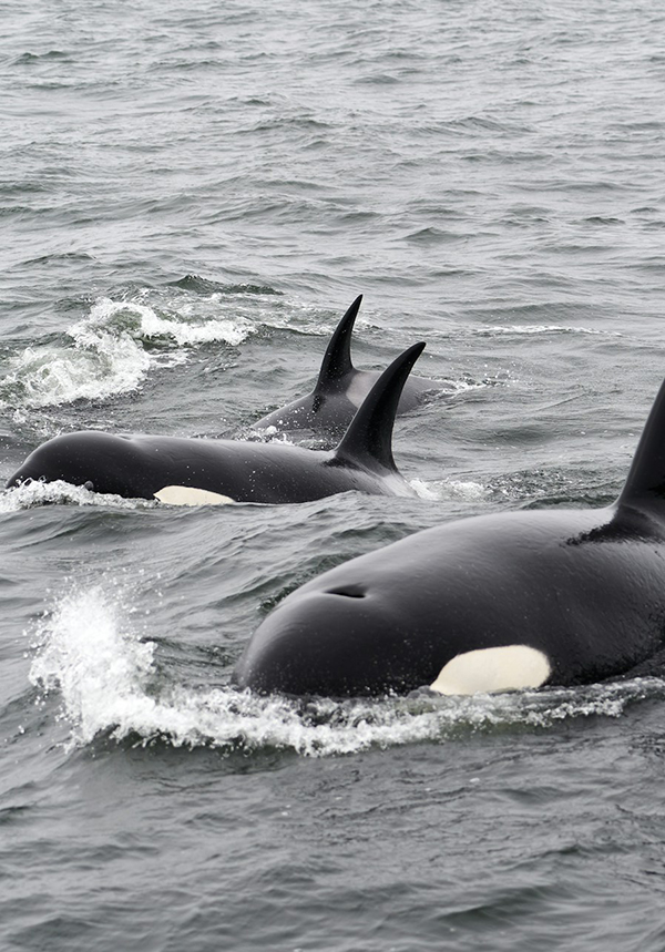 ¡Explora Costa Rica a tu medida con nuestros tours de avistamiento de ballenas! 3