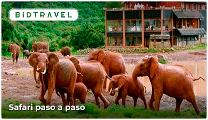 Viaje destacado en Bidtravel, Safari paso a paso