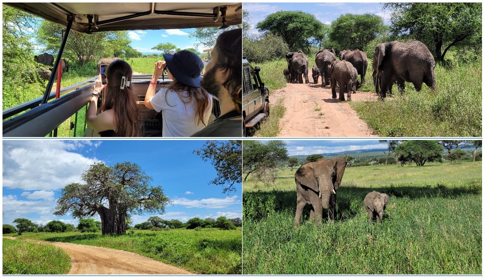 Parque Nacional de Tarangire. Safari en Tanzania.