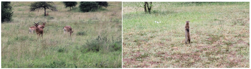 Naturaleza, Safari en Tanzania, concretamente en el Parque Nacional del Serengeti 