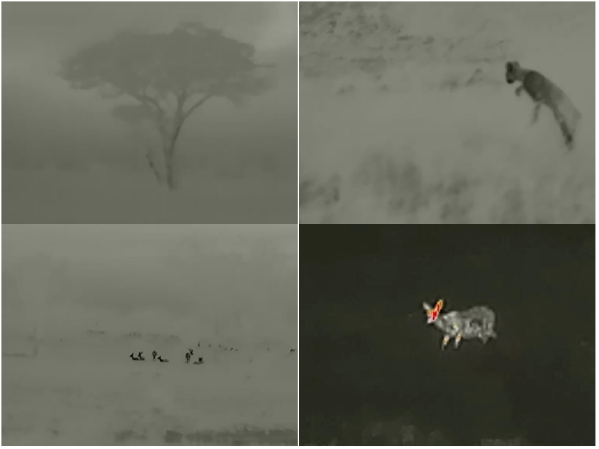 Safari de noche Grumeti. No solo de día puedes disfrutar de la naturaleza en Tanzania