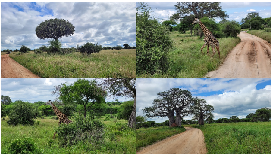 Tarangire, de Safari en Tanzania